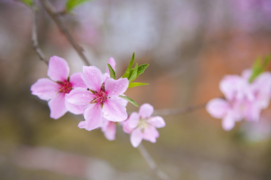 桃花特写