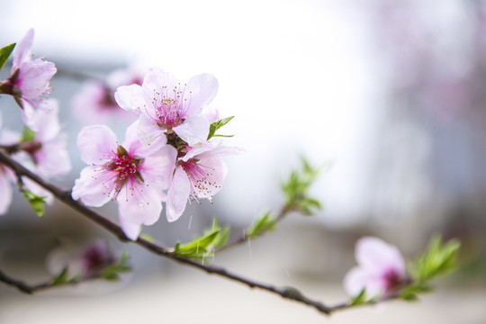 粉色桃花