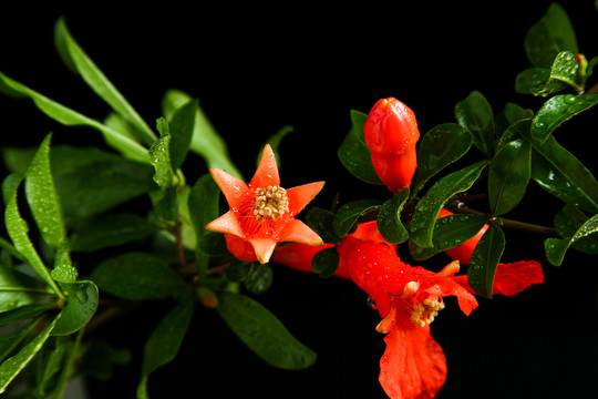 高清石榴花