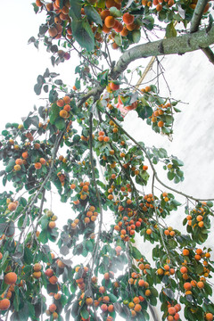 黄软柿子树