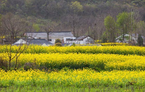 田园风光