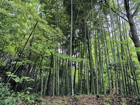 竹林