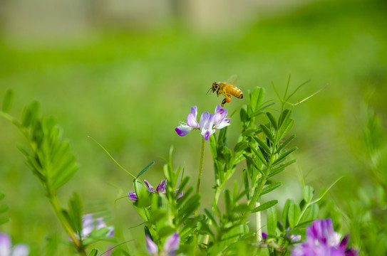 蜜蜂