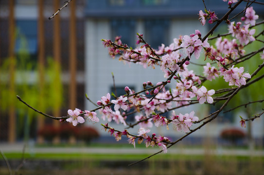 桃花