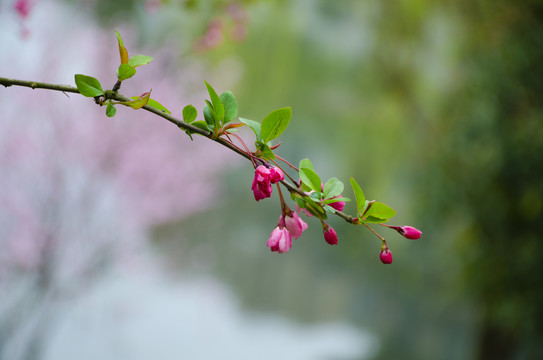 海棠花