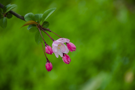 海棠花