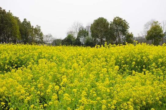 油菜花