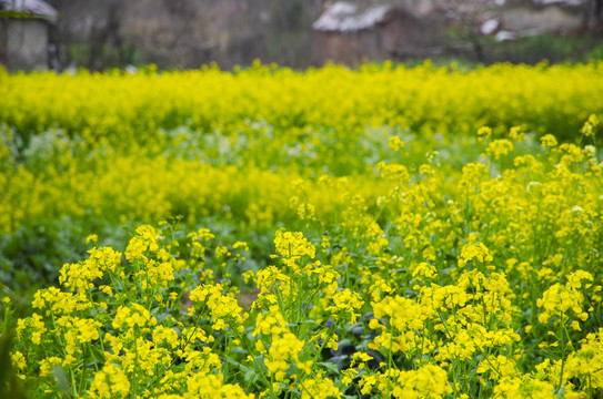 油菜花