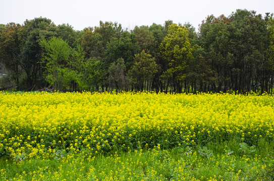 油菜花