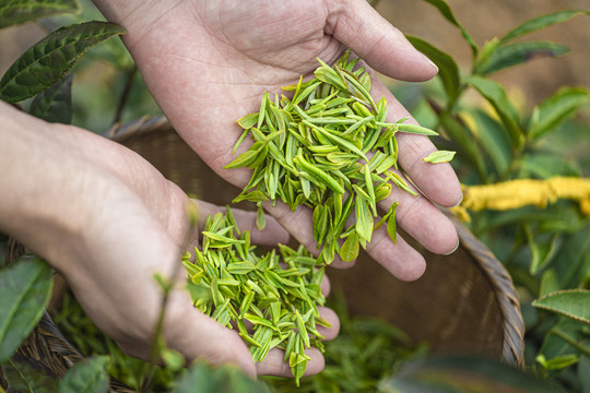 高山绿茶茶叶毛尖采摘