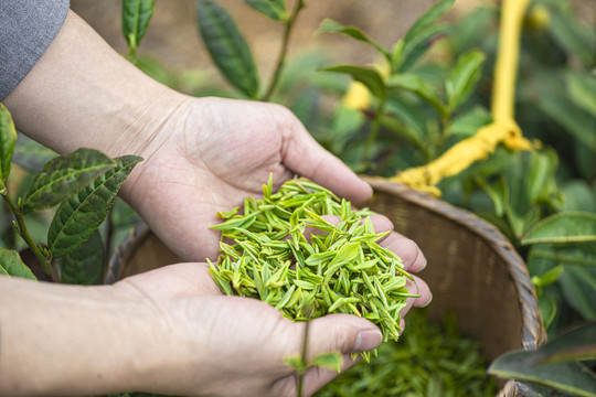 高山绿茶茶叶毛尖采摘