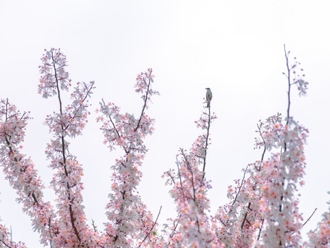 春天里的飞鸟和花卉