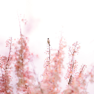 日本樱花富士山樱花唯美壁纸