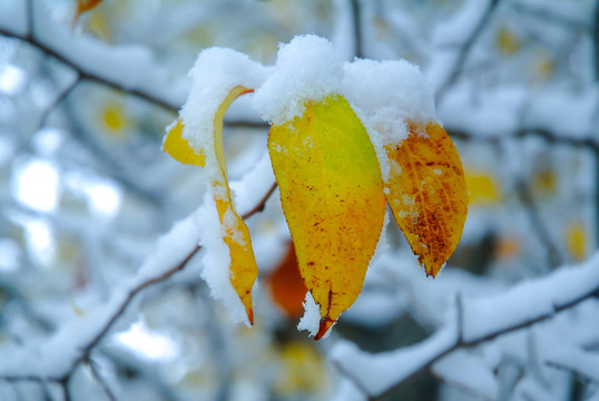 红叶雪