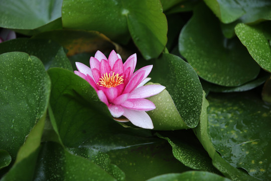 雨后莲花