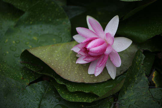 雨后睡莲