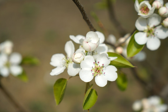 春天盛开的白色梨花花朵