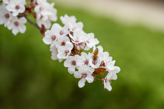 樱桃花与蜜蜂