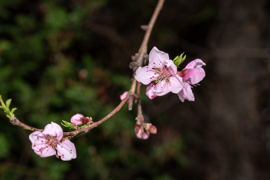 桃花