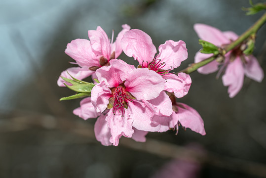 桃花