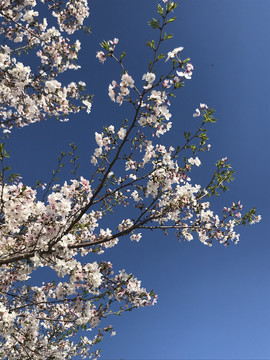 樱花蓝天