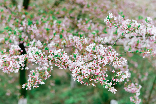 樱花