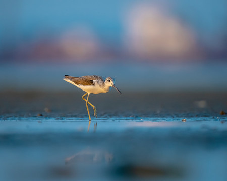 海鸟