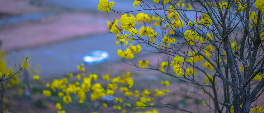 风铃花