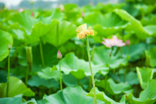 荷花池里的荷花花蕾