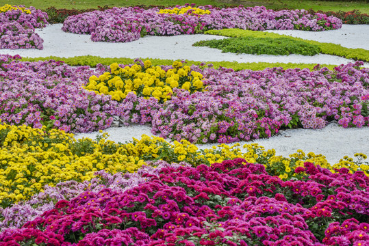 菊花花海