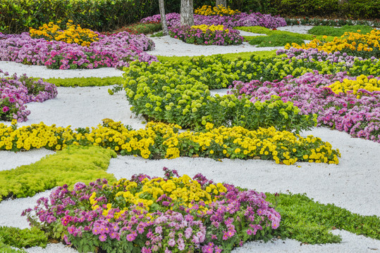 菊花花海