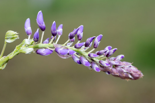 花苞