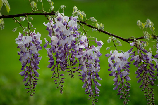 一串紫藤花