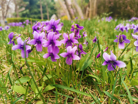 紫花地丁