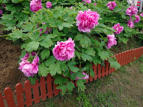 牡丹花