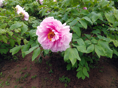 牡丹花