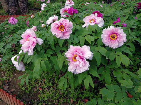 牡丹花