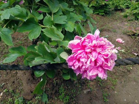 牡丹花