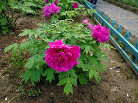 牡丹花