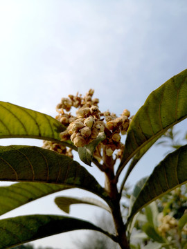 枇杷树开花