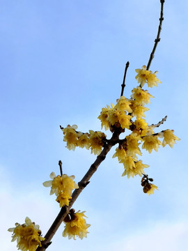 蜡梅花枝