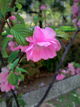 榆树梅开花