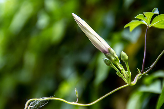 牵牛花喇叭花