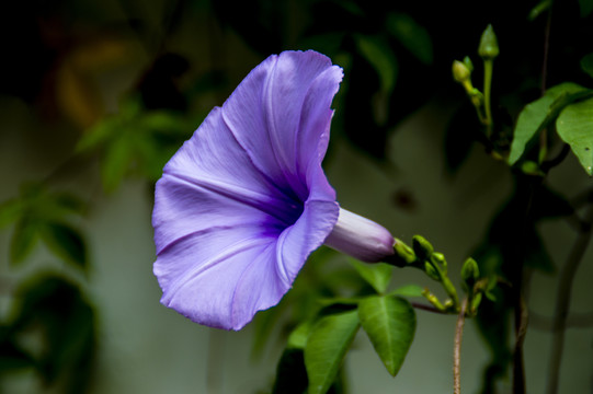 牵牛花喇叭花