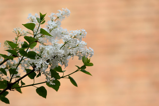 丁香花