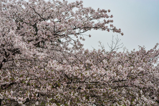 日本樱花