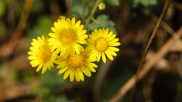 野菊花