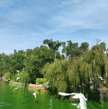 绿湖白鸽