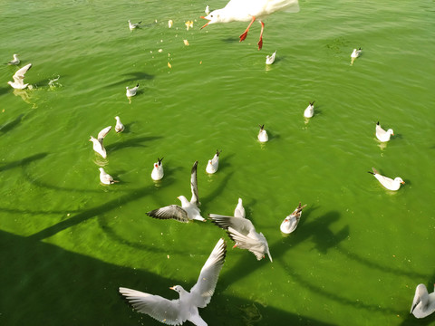 绿湖白鸽