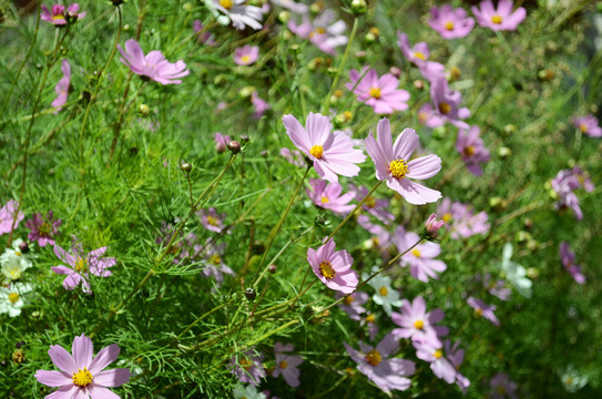 粉花绿草